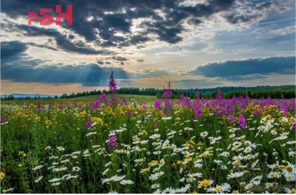 Родные просторы Пушгоры панорама