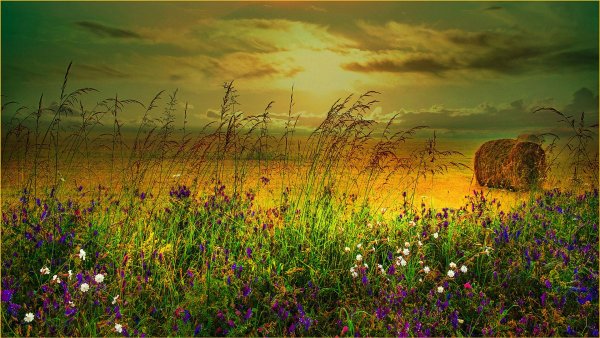 Маковое поле