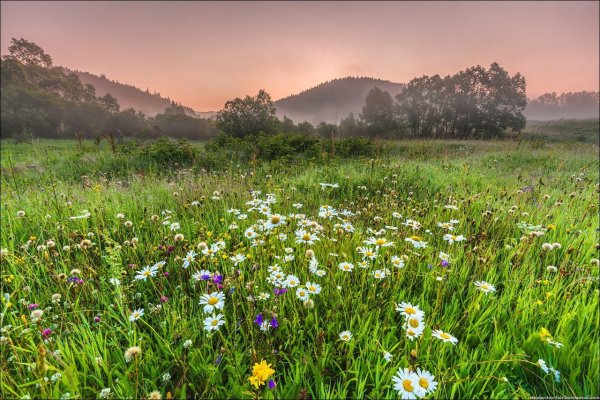 Разнотравные Луга в Великобритании