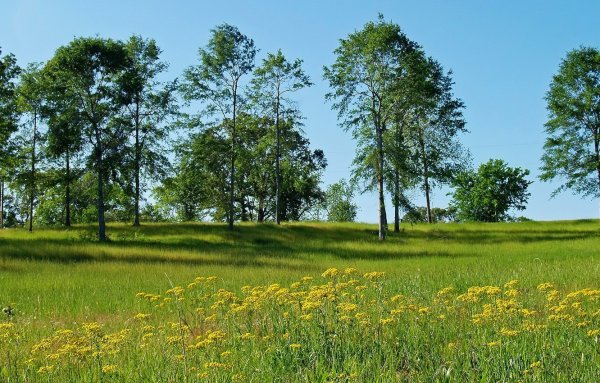 Красивые летние пейзажи
