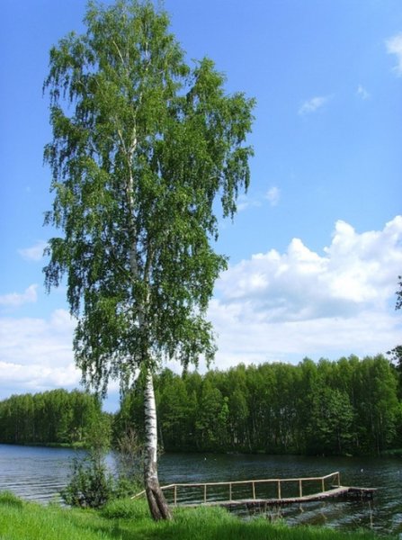 Берёза повислая у реки