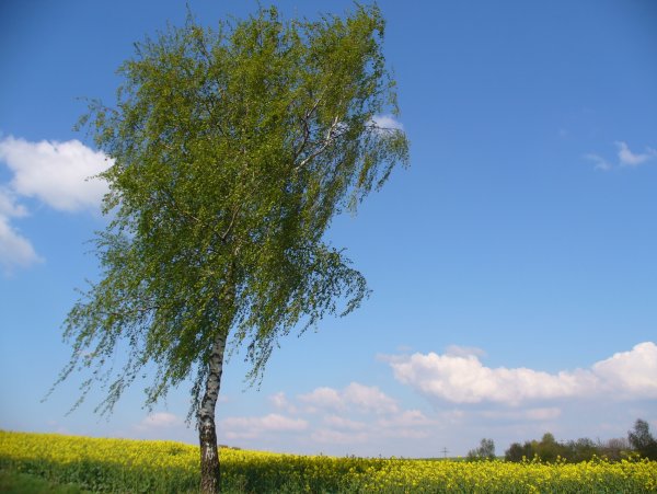 Дьяковский лес деревья береза Ива