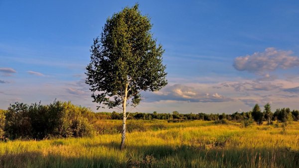 Одинокая береза летом