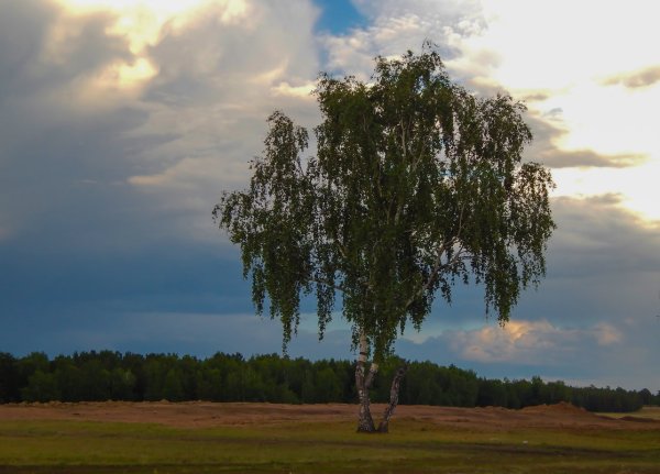 Мегрельская береза