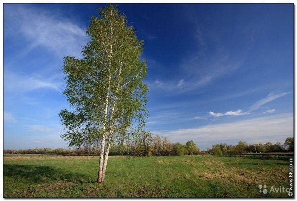 Береза в поле