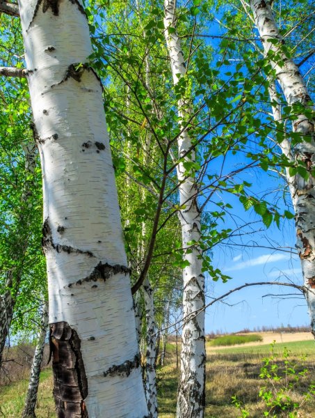 Береза обыкновенная