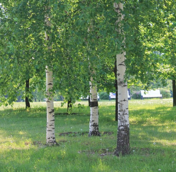 Роща белоствольная