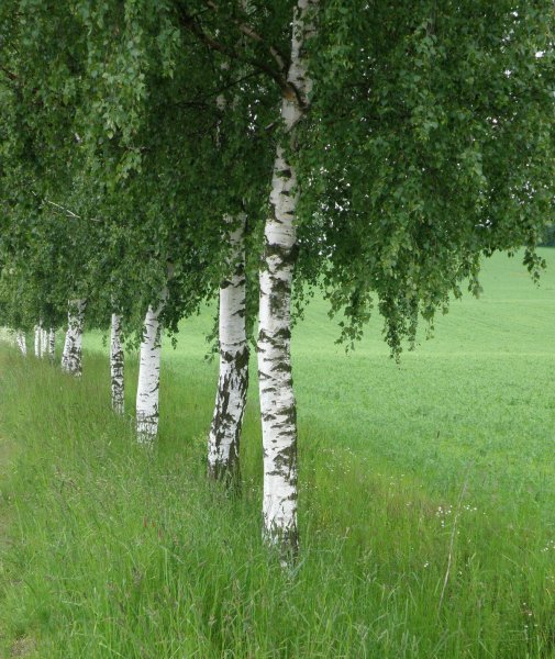 Береза бородавчатая