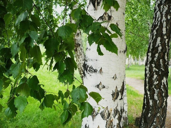 Березовая роща береза повислая