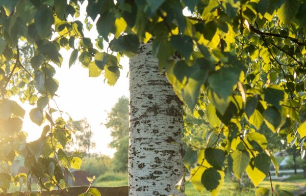 Евразия растения береза