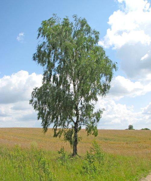Березовая роща береза повислая