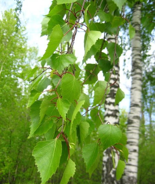 Берёза тополелистная