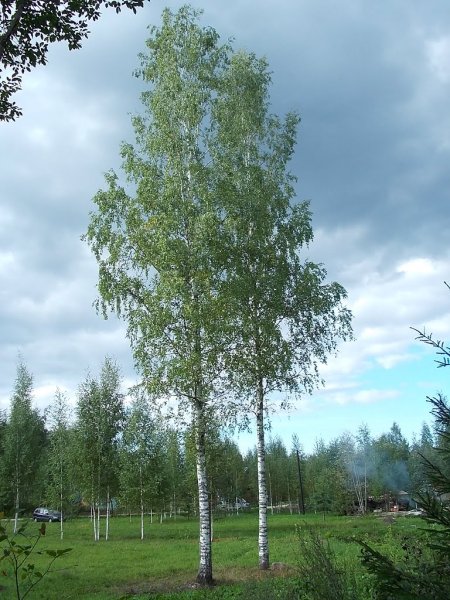 Берёза + берёза