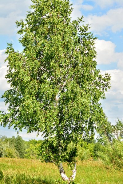 Белоствольная береза