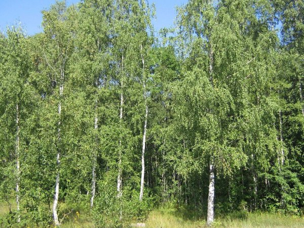 Изображение березы летом