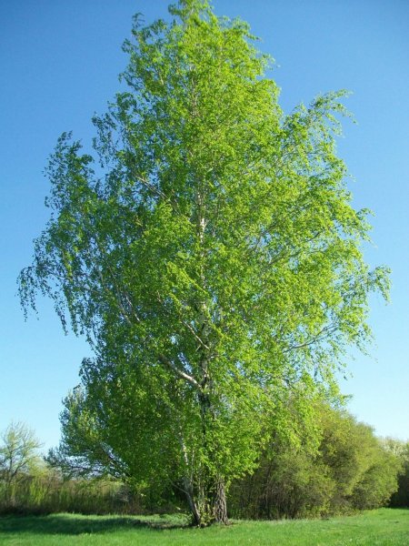 Берёза повислая