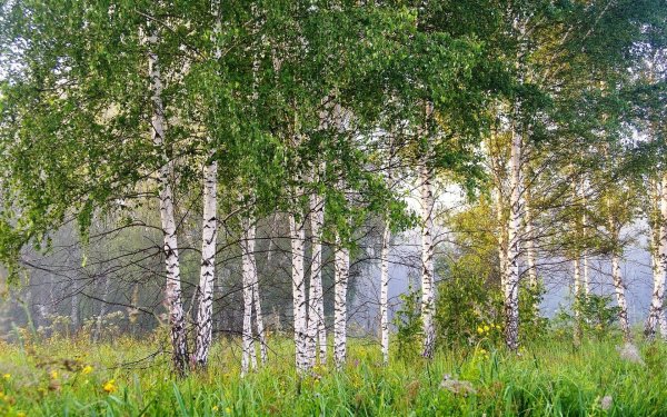 Сибирские деревья береза