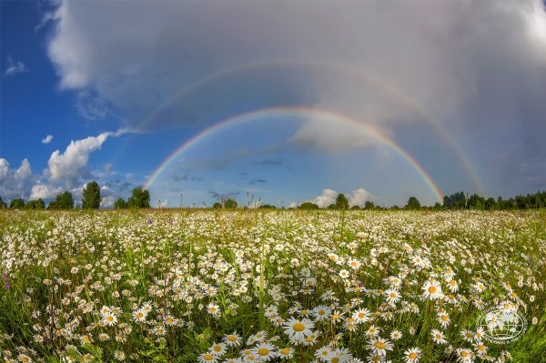 Ромашковое поле Россия