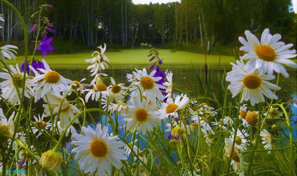 Красивые пейзажи с ромашками