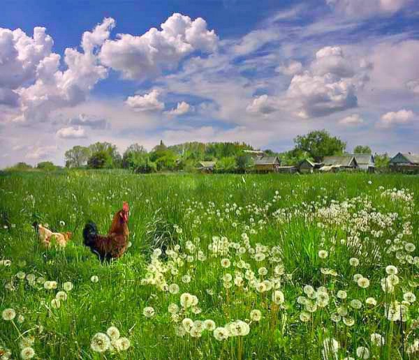 Лето корзинка с ягодами