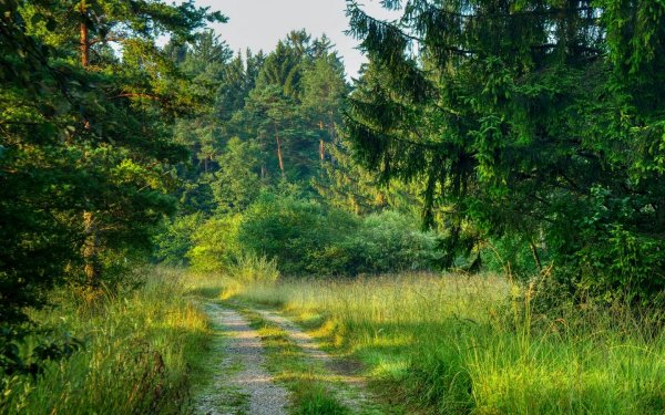 Лесная Поляна (Полянка) 1897