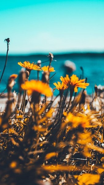 Летние заставки