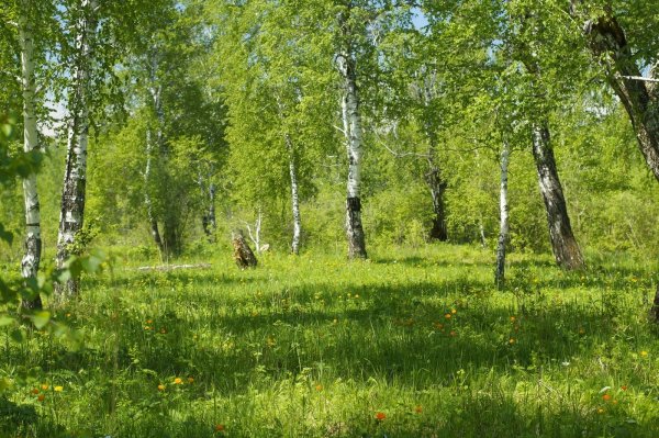Зелёные Рощи у опушки