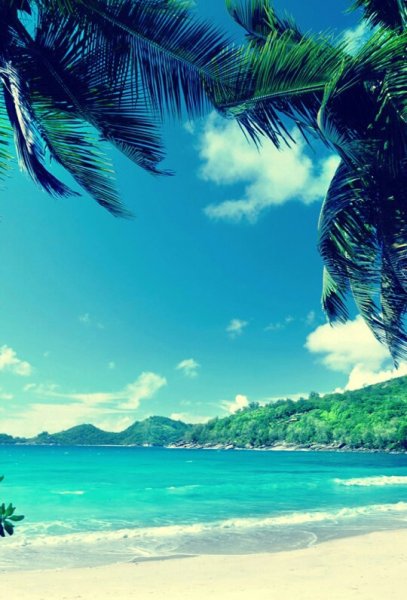 Милые ромашки