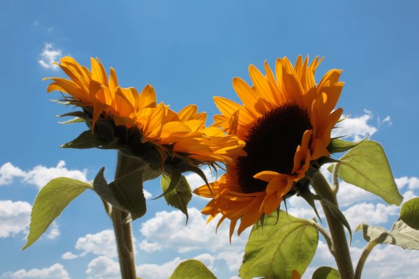 Мотиваторы с подсолнухами