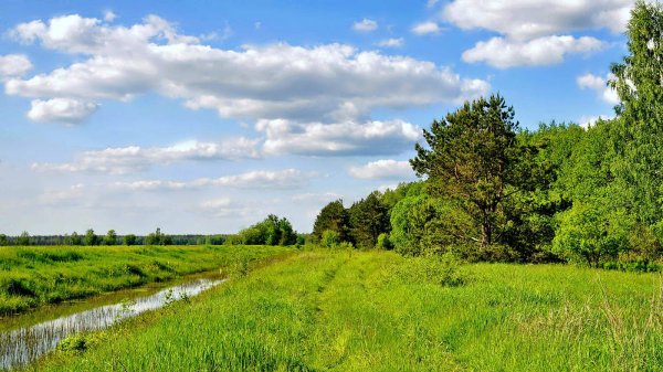 Опушка леса Татарстан