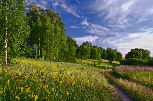 Летняя опушка леса