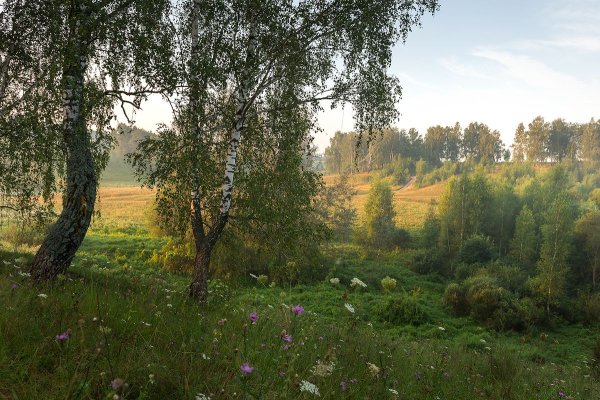 Опушка леса летом