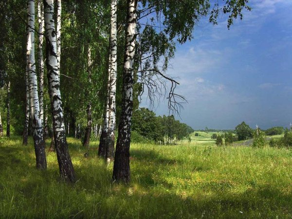 Березовая роща опушка