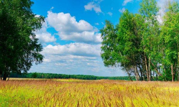 Опушка леса Русь