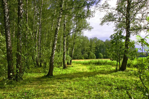 Лесные Поляны Татарстан