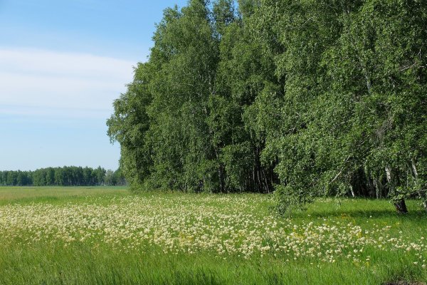 Лес Сосновый Бор Новокузнецк