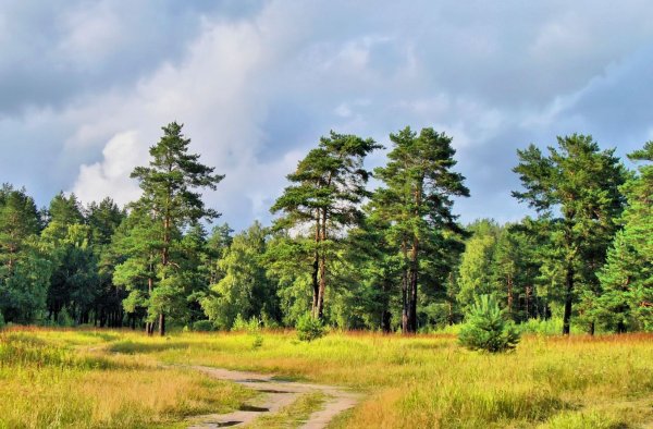 Экотропа Лесная опушка