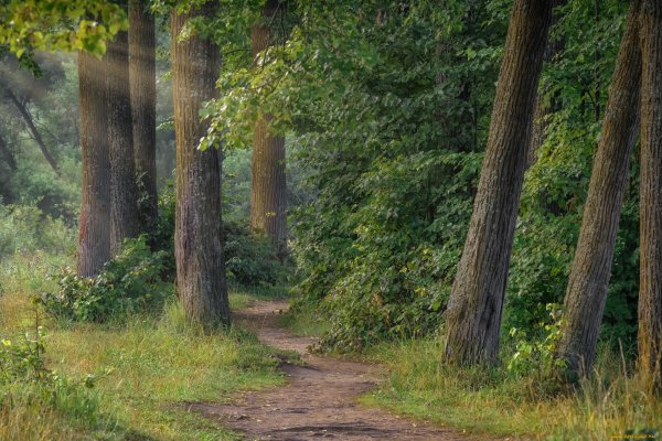 Псков Бор лес