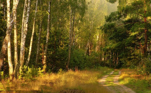 Участок Фореста Лесная Поляна