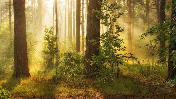 Набережные Челны лес березовый