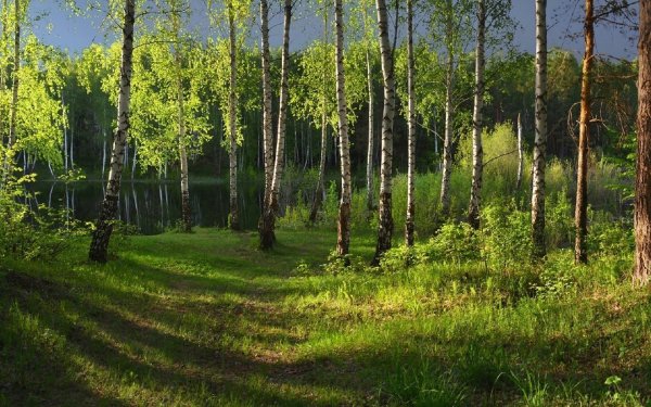 Опушка леса Татарстан