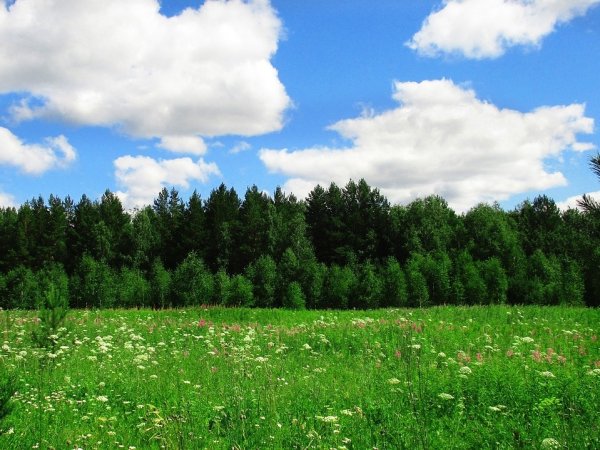 Природа лес Поляна опушка