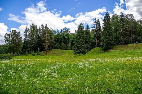 Смешанный Уральский лес опушка