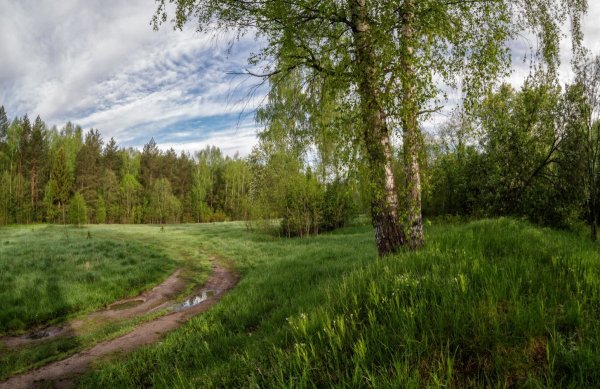 Природа летом в лесу