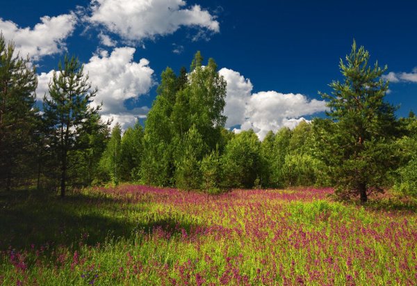 Открытая Поляна в лесу