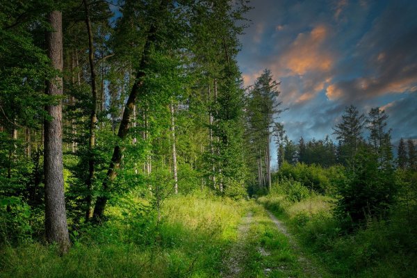 Лесная Поляна Мценск