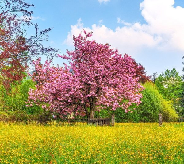 Весна природа деревья