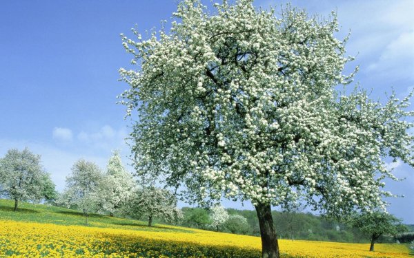 Деревья весной