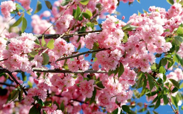 Бобовник золотой в цветнике