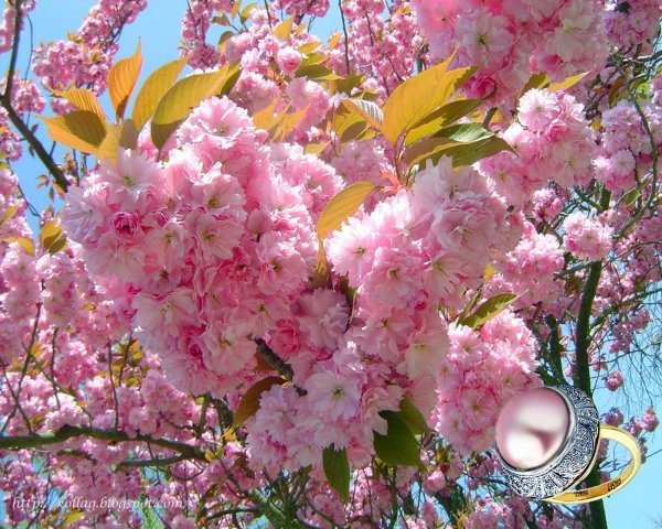 Цветущие яблоневые ветки